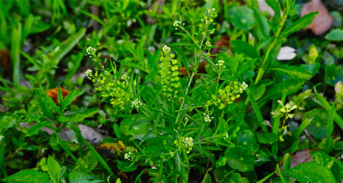 Virginia Pepperweed